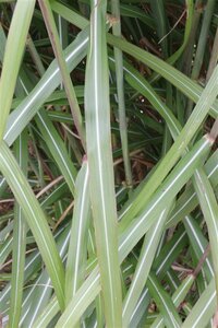 Miscanthus sinensis 'Malepartus' P11 - afbeelding 3