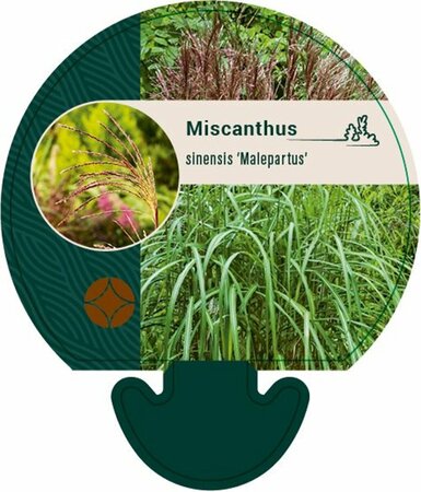 Miscanthus sinensis 'Malepartus' P11 - afbeelding 4
