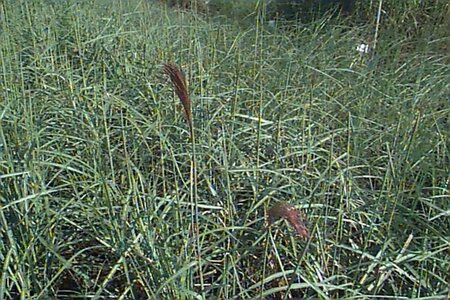 Miscanthus sinensis 'Malepartus' P11 - afbeelding 1