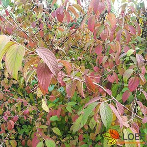 Viburnum plicatum 'Mariesii'