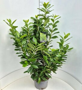 Prunus laurocerasus 'Novita' - afbeelding 7
