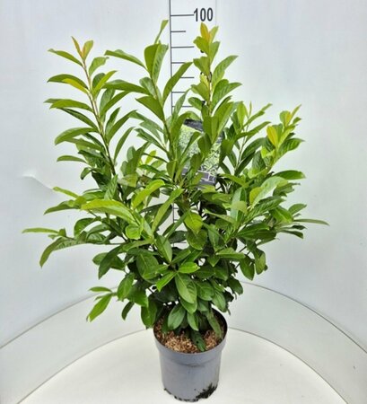 Prunus laurocerasus 'Novita' - afbeelding 3