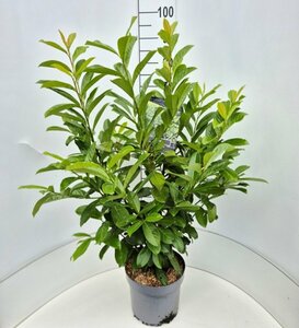 Prunus laurocerasus 'Novita' - afbeelding 3