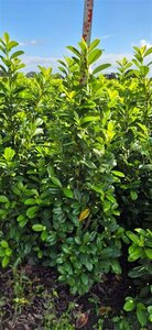 Prunus laurocerasus 'Novita' - afbeelding 11