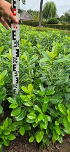 Prunus laurocerasus 'Novita' - afbeelding 5
