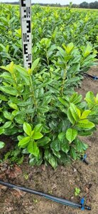 Prunus laurocerasus 'Novita' - afbeelding 3