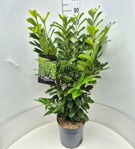 Prunus laurocerasus 'Novita' - afbeelding 5