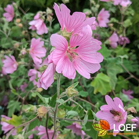 Lavatera olblia 'Rosea' P11 - afbeelding 2
