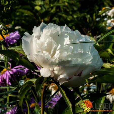 Paeonia lactiflora 'Shirley Temple' C1.5