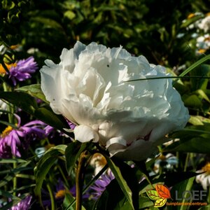 Paeonia lactiflora 'Shirley Temple' C1.5