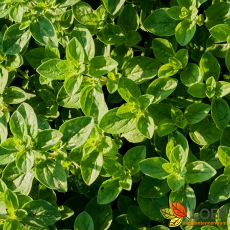 Origanum vulgare P9 PlanetProof - afbeelding 1