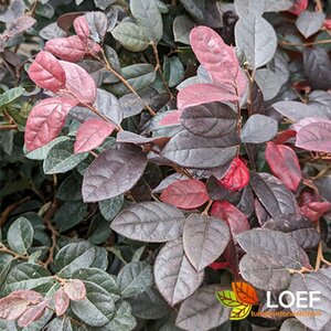 Loropetalum chinense 'Fire Dance' 30/40 C.
