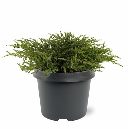 Juniperus communis 'Repanda' 25/30 C. - afbeelding 2