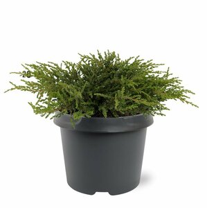 Juniperus communis 'Repanda' 25/30 C. - afbeelding 2