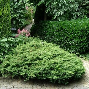 Juniperus communis 'Repanda' 25/30 C. - afbeelding 3