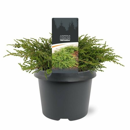 Juniperus communis 'Repanda' 25/30 C. - afbeelding 4