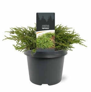 Juniperus communis 'Repanda' 25/30 C. - afbeelding 4