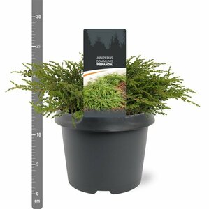 Juniperus communis 'Repanda' 25/30 C. - afbeelding 5