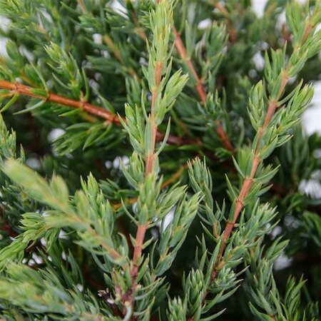 Juniperus communis 'Repanda' 25/30 C. - afbeelding 6