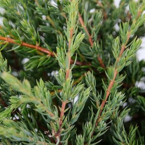 Juniperus communis 'Repanda' 25/30 C. - afbeelding 6