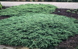 Juniperus communis 'Repanda' 25/30 C.