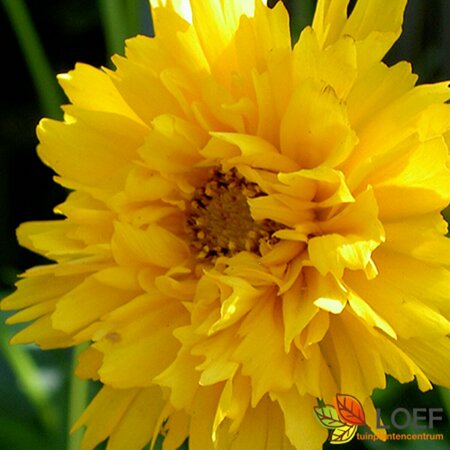 Coreopsis gr. 'Early Sunrise' P9 PlanetProof - afbeelding 1