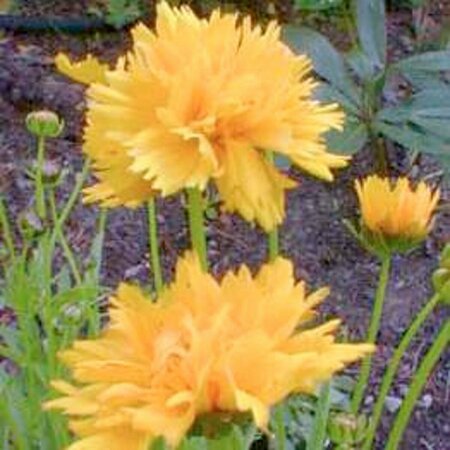 Coreopsis gr. 'Early Sunrise' P9 PlanetProof - afbeelding 4