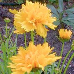 Coreopsis gr. 'Early Sunrise' P9 PlanetProof - afbeelding 4