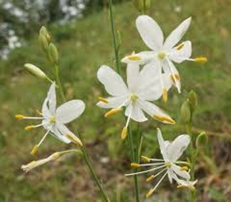 Anthericum ramosum P9 - afbeelding 1