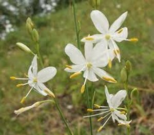 Anthericum ramosum P9