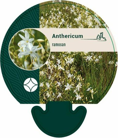 Anthericum ramosum P9 - afbeelding 2