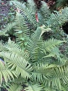 Dryopteris cycadina P11