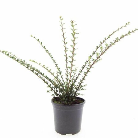 Cotoneaster horizontalis - afbeelding 6