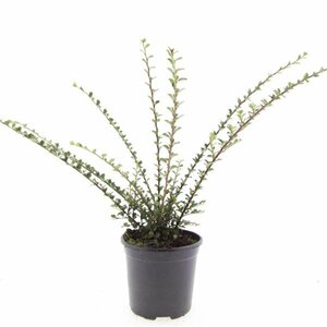 Cotoneaster horizontalis - afbeelding 6