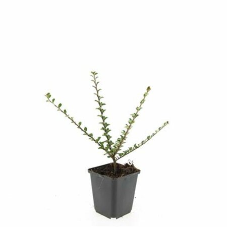 Cotoneaster horizontalis - afbeelding 2