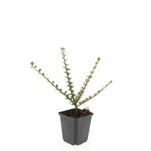 Cotoneaster horizontalis - afbeelding 2