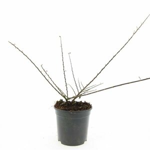 Cotoneaster horizontalis - afbeelding 7