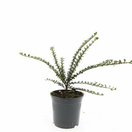 Cotoneaster horizontalis - afbeelding 8