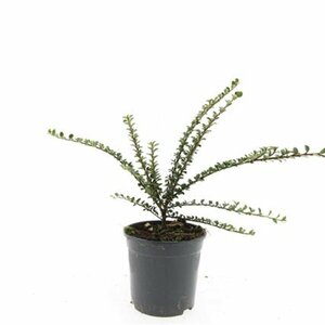 Cotoneaster horizontalis - afbeelding 8