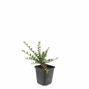 Cotoneaster horizontalis - afbeelding 3
