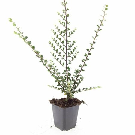 Cotoneaster horizontalis - afbeelding 4