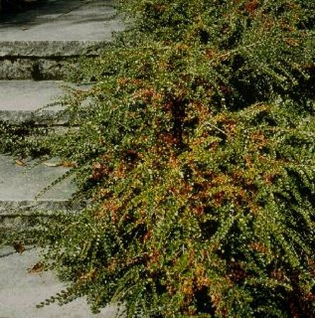 Cotoneaster horizontalis 50/60 C. 