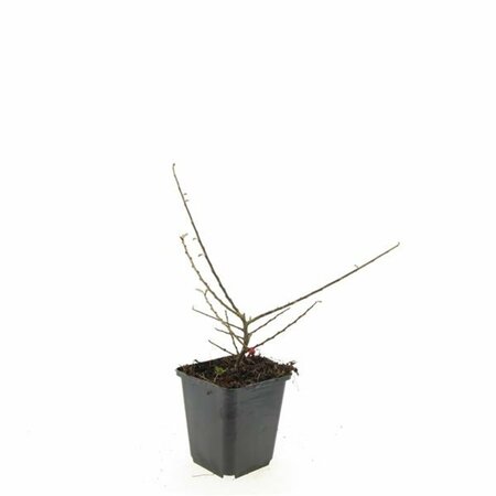 Cotoneaster horizontalis - afbeelding 5