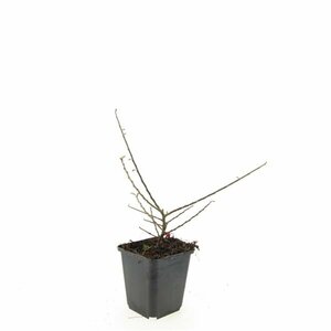 Cotoneaster horizontalis - afbeelding 5