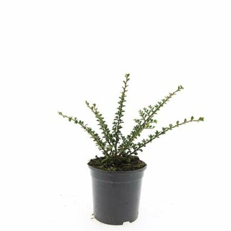 Cotoneaster horizontalis - afbeelding 9