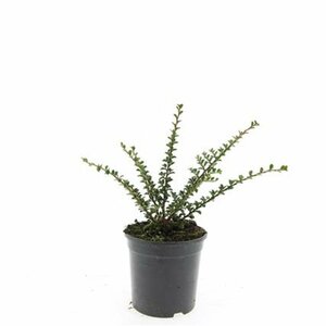 Cotoneaster horizontalis - afbeelding 9