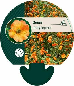 Geum rivale 'Totally Tangerine' P11