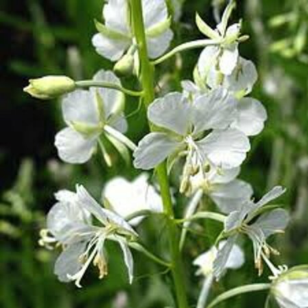 Epilobium angustifolium 'Album' P9