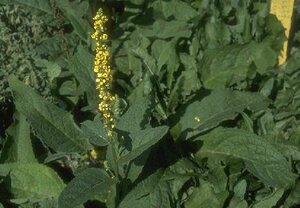 Verbascum nigrum P9 PlanetProof - afbeelding 1