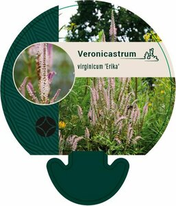Veronicastrum virg. 'Erika' P11 - afbeelding 1